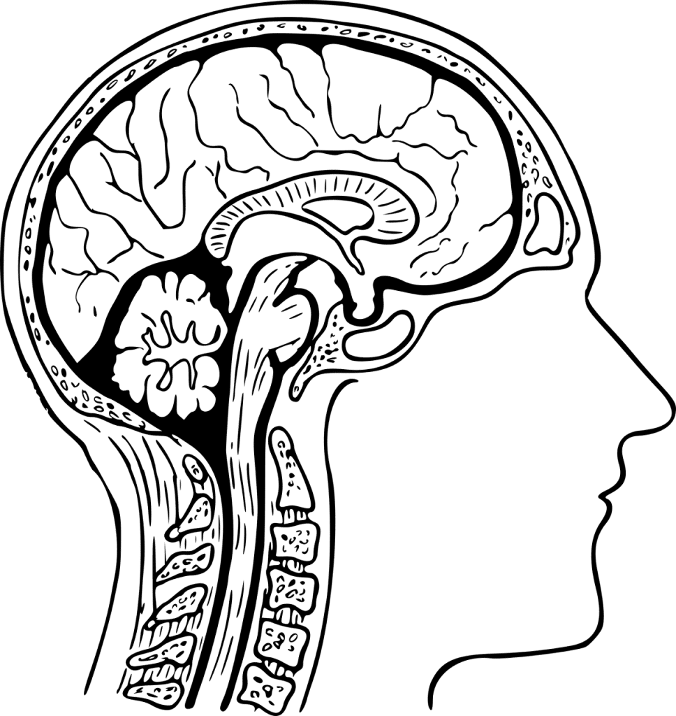 שרטוט של פנים המוח